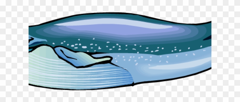 Humpback Whale Clipart - Blue Whale Cartoon Transparent #1696989