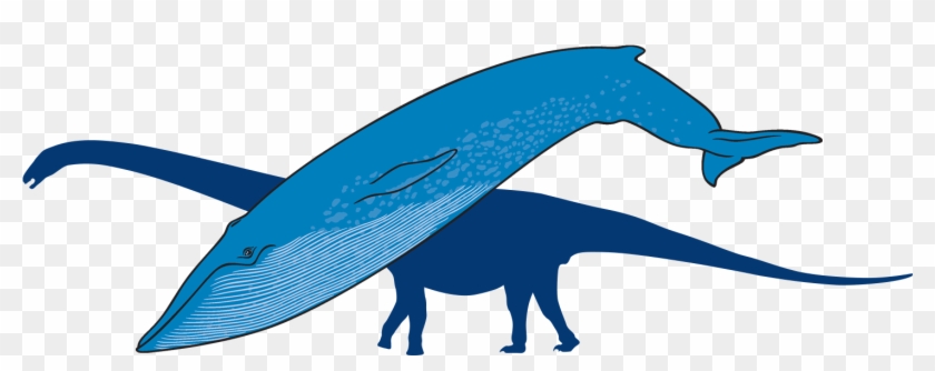 Blue Whale With Outline Of Titanosaur In Background - Whale #1696997