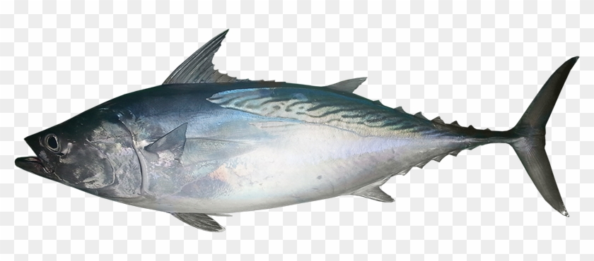Mackerel Tuna #1697317