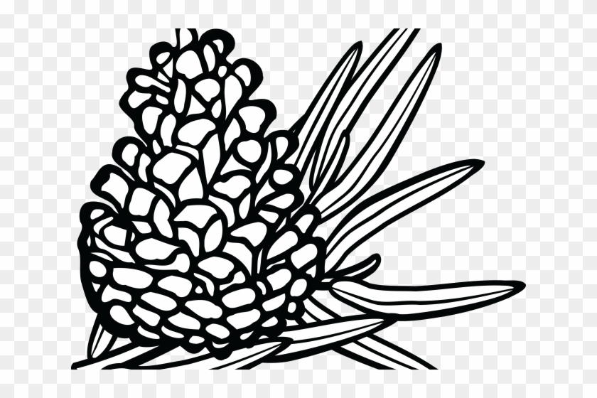 Pine Cone Clipart Sprigs Holly - Conifers Drawing #1697568