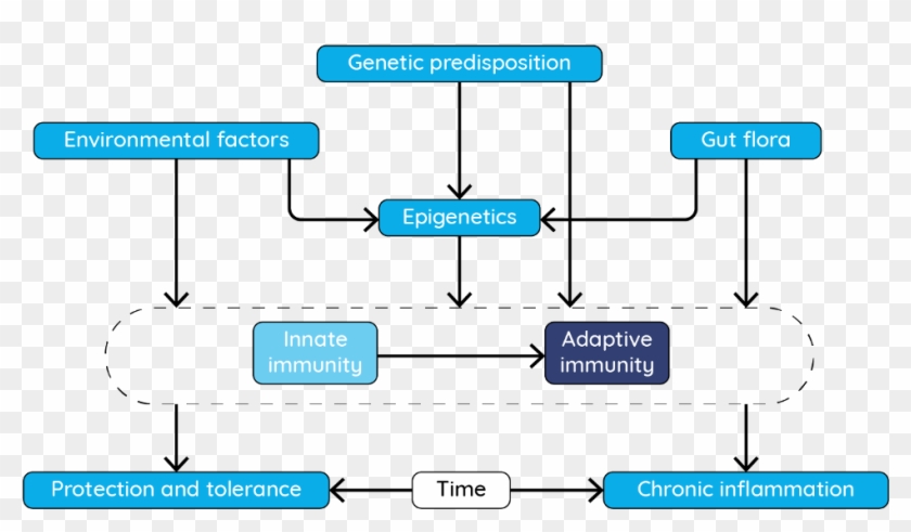 Roles For Genetics And Epigenetics In Inflammatory - Diagram #1698693