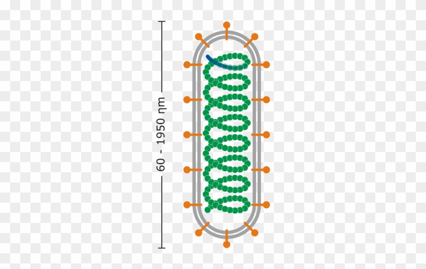 Structure Of A Enveloped Helical Virus - Enveloped Helical Virus #1698695