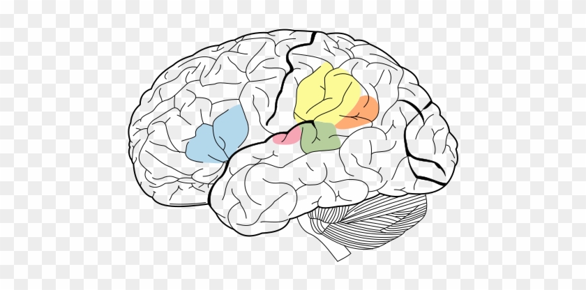 Communication Areas Of The Brain - Broca's Area And Wernicke's Area Png #1698845