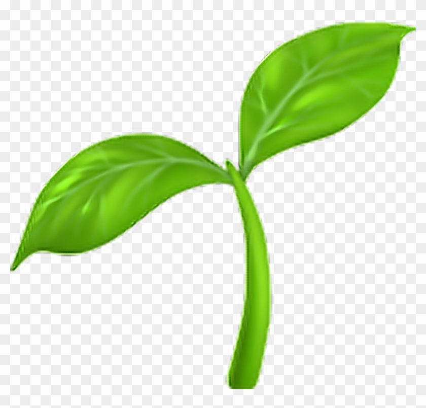 #emoji #emojisticker #sprout - Seedling Emoji #1699126