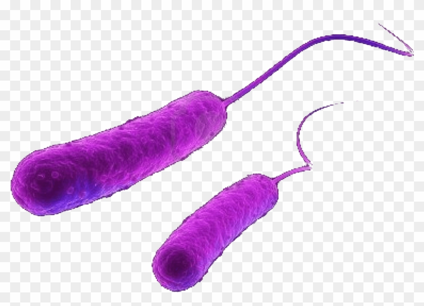 Escherichia Coli Bacteria - E Coli Bacteria Png #1699396