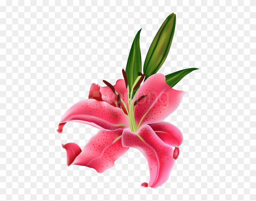 Free Png Download Lily Pink Flower Clipart Png Photo - Lily Flower #1699643