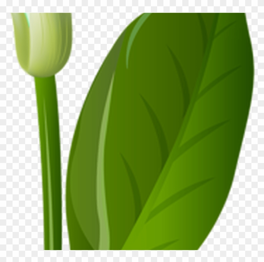 Calla Lily Transparent Png Clip Art Image Gallery - Tulip #1699649