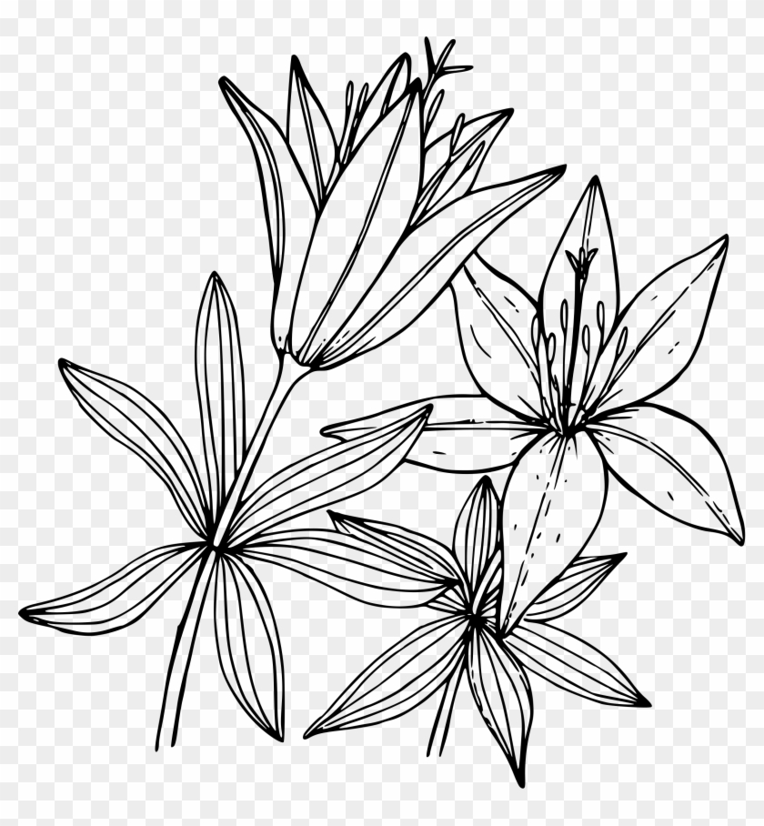 Tiger Lily Flower - Wood Lily Drawing #1699655