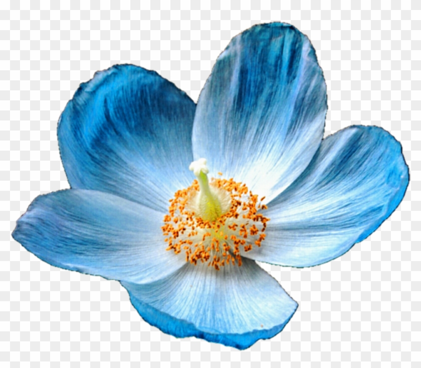 Iceland Blue By Jeanicebartzen On Deviantart Ⓒ - Blue Poppy Flower Png #1699952