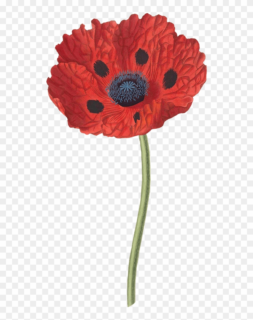 Open Poppy - Papaver Bracteatum #1699954