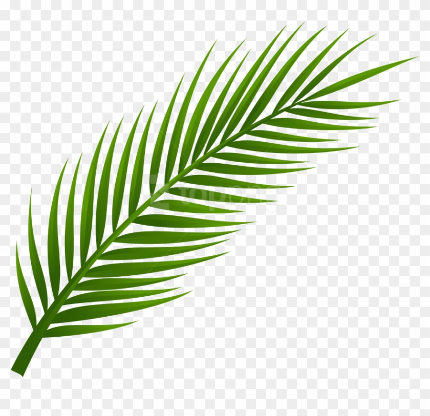Free Png Download Palm Tree Leaf Clipart Png Photo - Hoja De Palmera Dibujo #1700303
