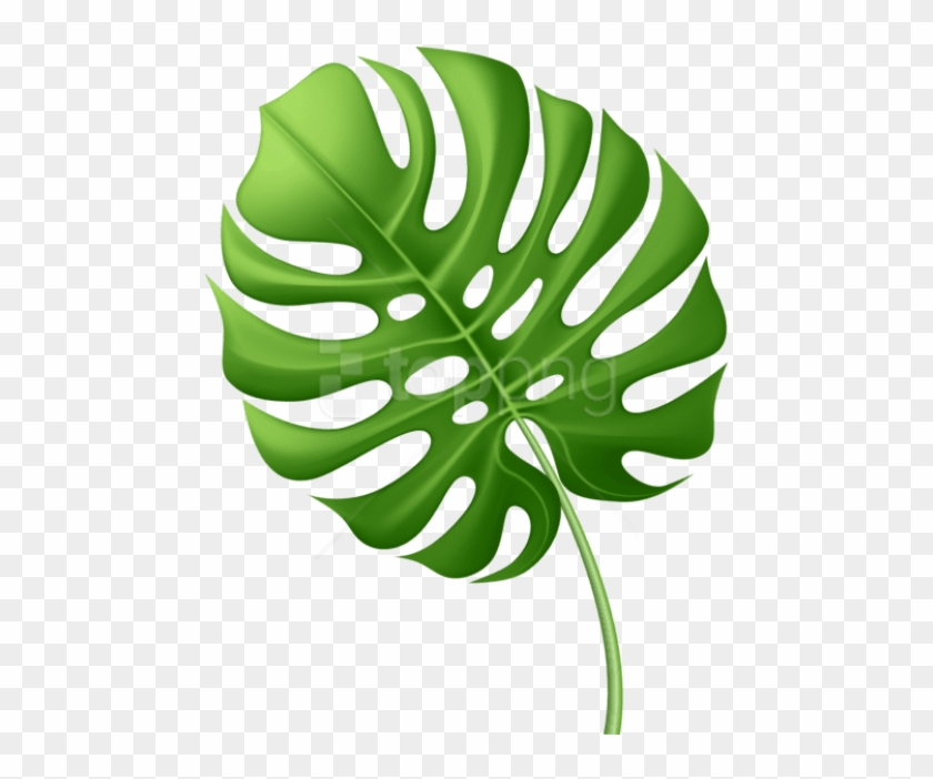 Free Png Download Large Tropical Leaf Clipart Png Photo - Tropical Leaf Clipart Png #1700334