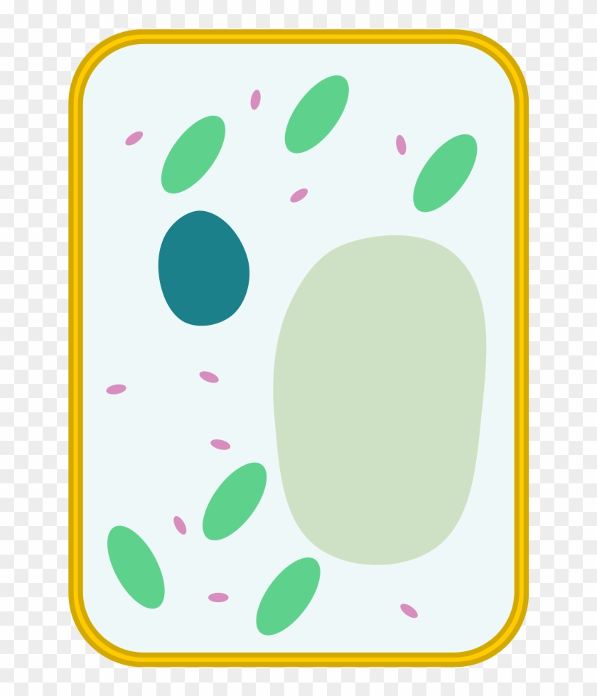 File Simple Diagram Of Blank Svg Wikimedia Ⓒ - Unlabeled Animal And Plant Cells Diagram #1700517