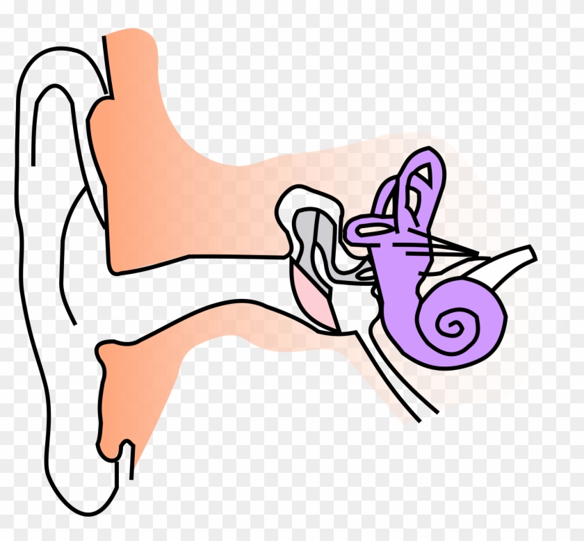 Graphic Black And White Stock File Ear Anatomy Notext - Diagram Of Ear For Class 8 #1701319