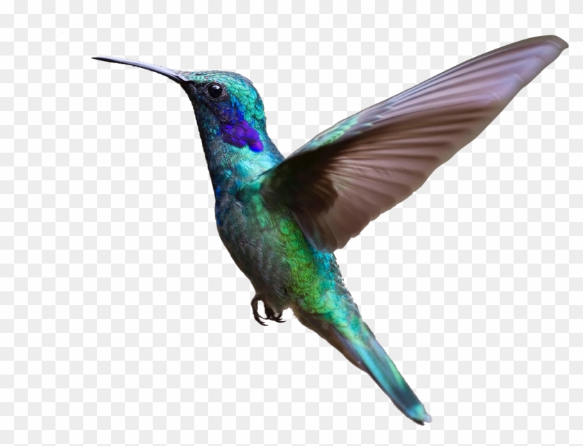 Hummingbird Clipart Purple Hummingbird - Bird Flying Transparent Background #1701473