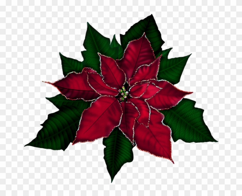 Poinsettia Pictures Free 15 Poinsettias Clipart Red - Christmas Flowers Clipart #1701895