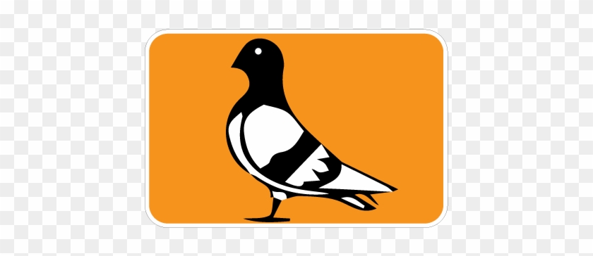 Pigeon Clipart Pidgeon - Perching Bird #1702047