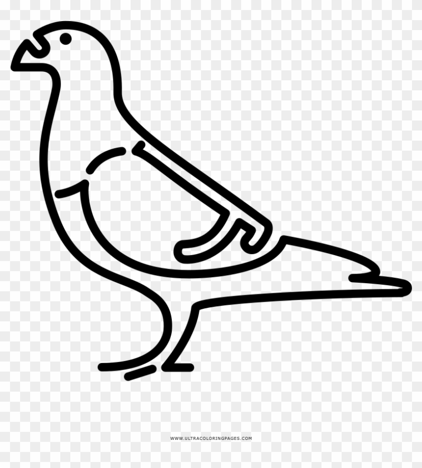 Pigeon Coloring Page - Line Art #1702058