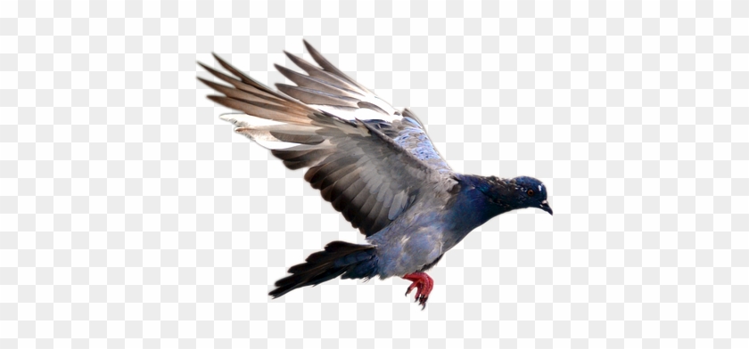 Pigeon Png Transparent Images - Png Image Of Flying Pigeons #1702060