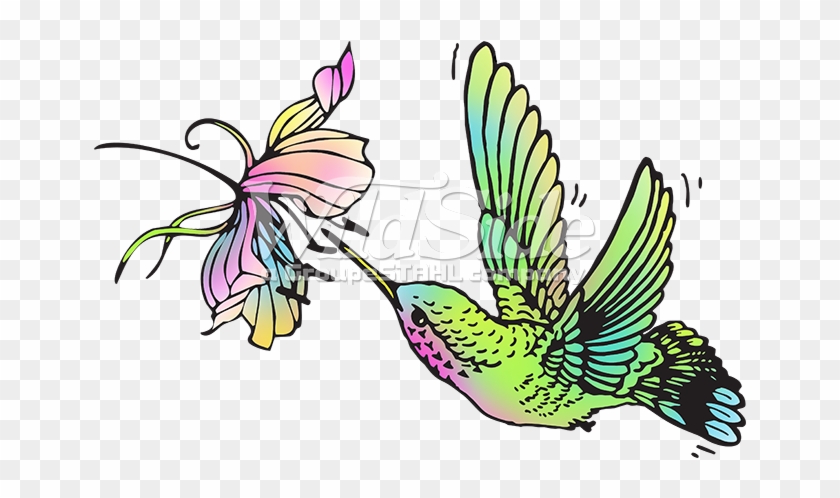 Hummingbird - Hummingbird #1702510