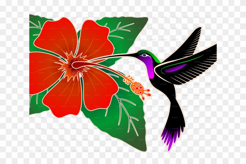 Drawn Hibiscus Hummingbird Flower - Chinese Hibiscus #1702512