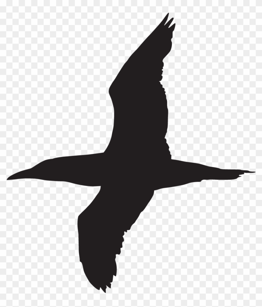Blue-footed Booby - Brown Booby Silhouette #1702699