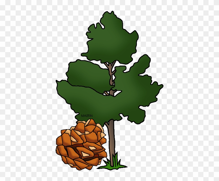 State Tree Of Nevada, Single Leaf Pinon - Pinon Tree Clip Art #1702836