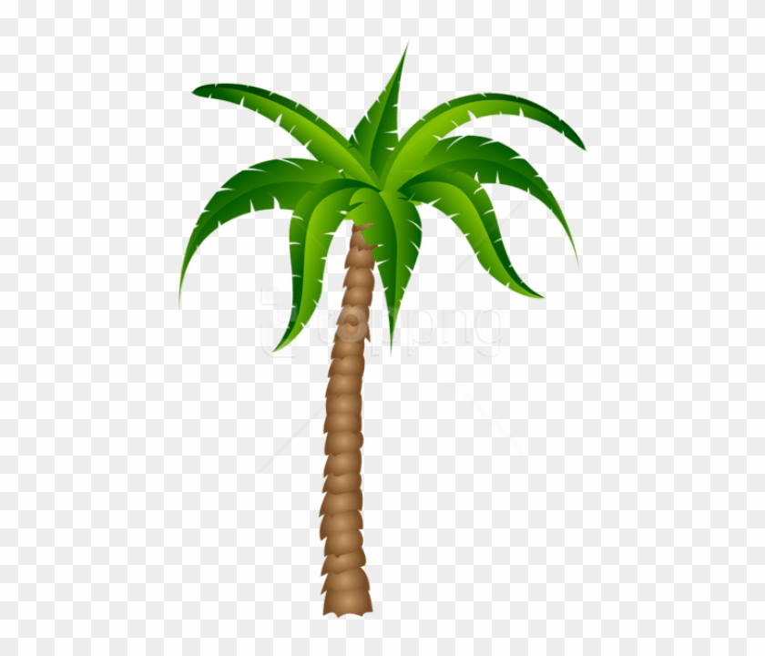 Free Png Download Palm Tree Transparent Picture Png - Palm Tree With No Background #1704464