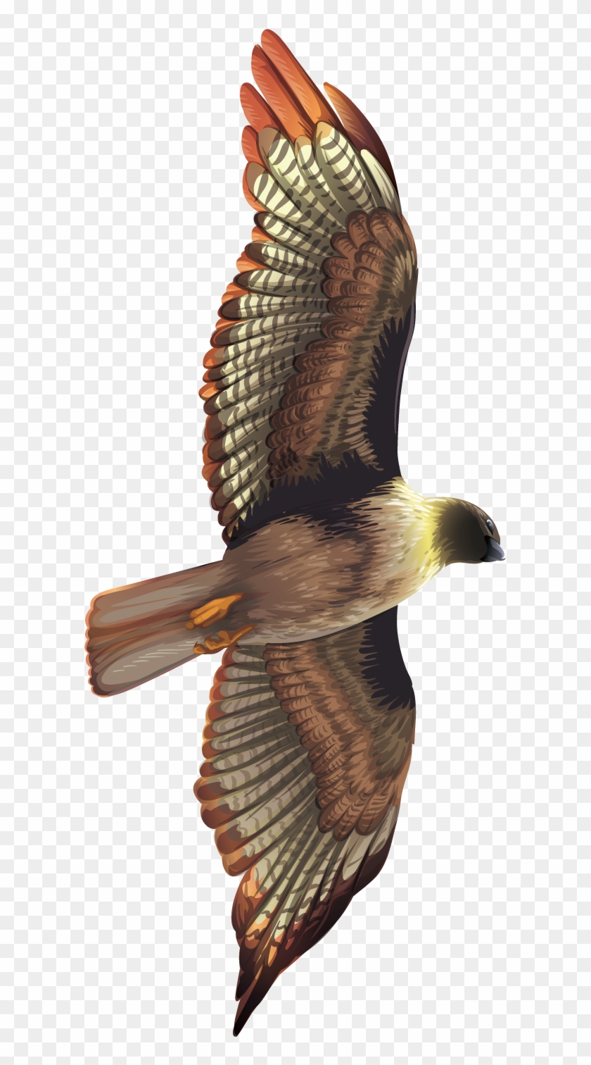Hawk #1705543