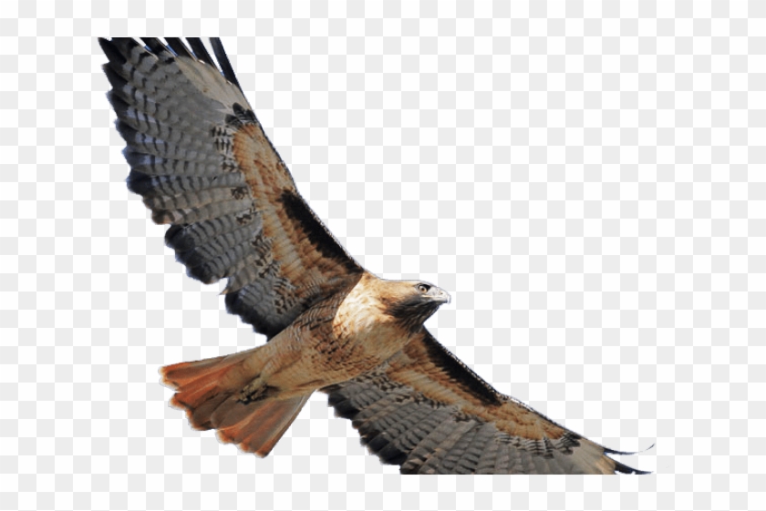 Coopers Hawk Clipart In Flight - Red Tailed Hawk Png #1705553