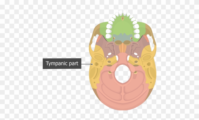 Tympanic Part Temoporal Bone Inferior View Colored - Vomer Inferior View #1705625