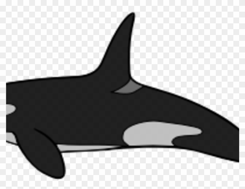 Frightening Shamu Clipart Whale Coloring Book Killer - Killer Whale #1705793