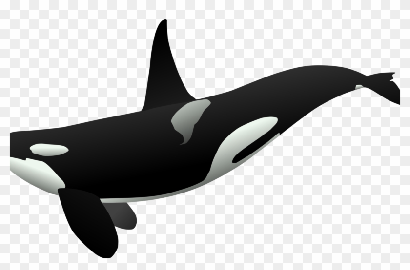 Frightening Shamu Clipart Cartoon Free Download Clip - Drawing Orca #1705795