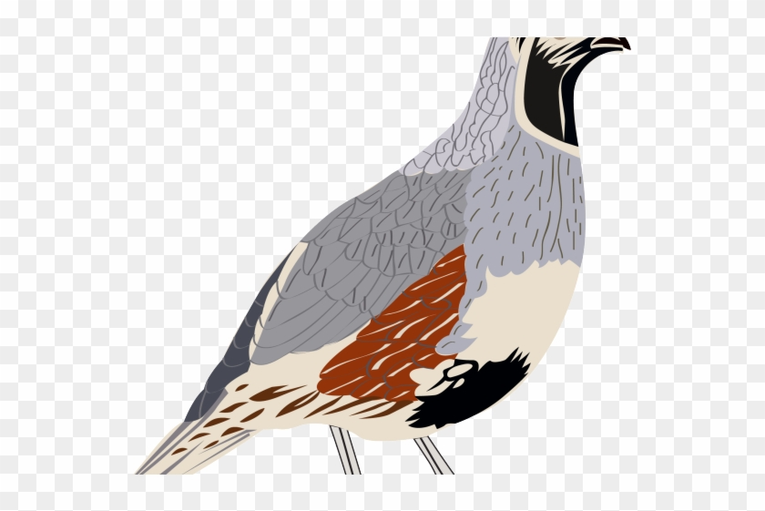 Quail Clipart Transparent - Scaled Quail Png #1706434