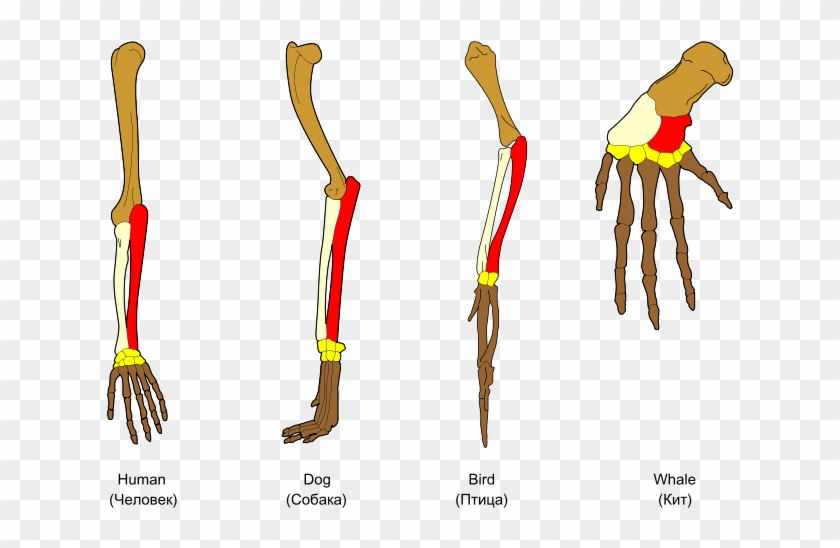 Clip Art Analogous Structures Have The Same Function - Comparative Anatomy #1706590