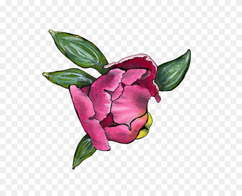 Peony Blossom - Japanese Camellia #1706625