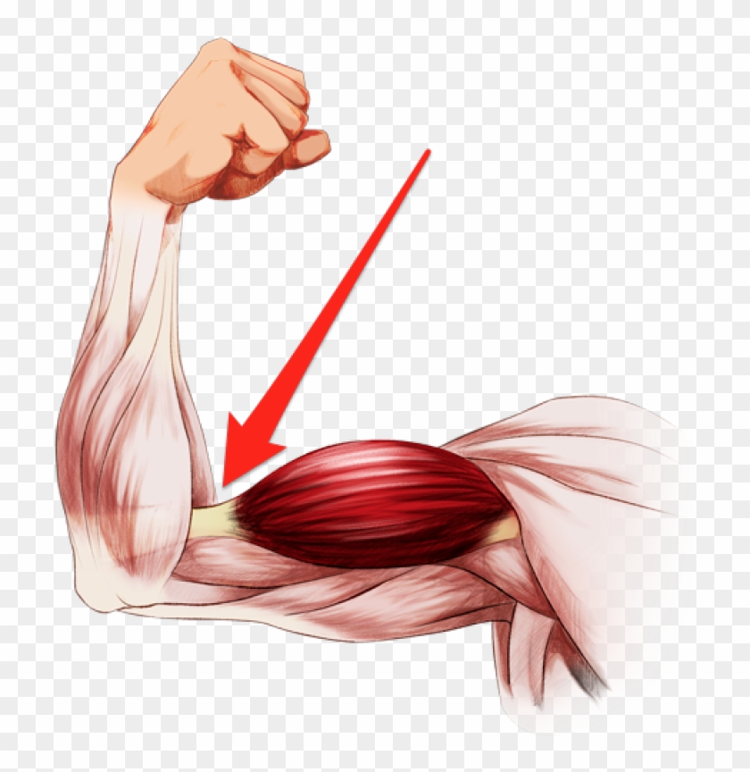 Elbow Clipart Flexed Arm - Elbow Clipart Flexed Arm #1707178