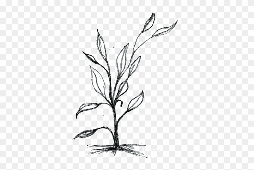 Beautiful Corn Stalk Plant Images - Clip Art Of Plant #259801