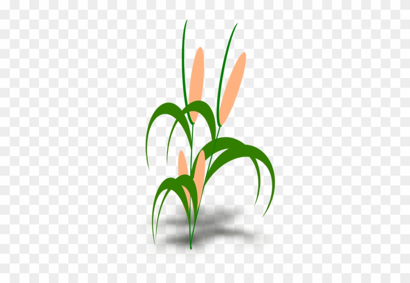 Vector Illustration Of Plant With Cobs Public Domain - Tumbuhan Clipart #259852