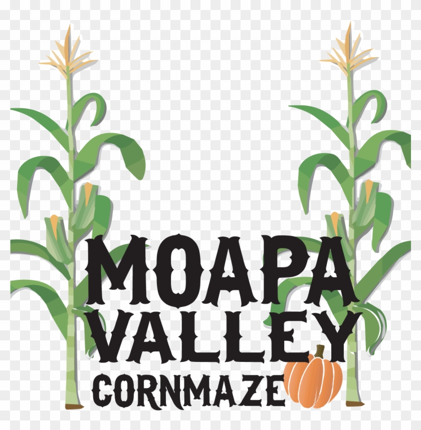 Mvcornmaze - Corn Maze #259870
