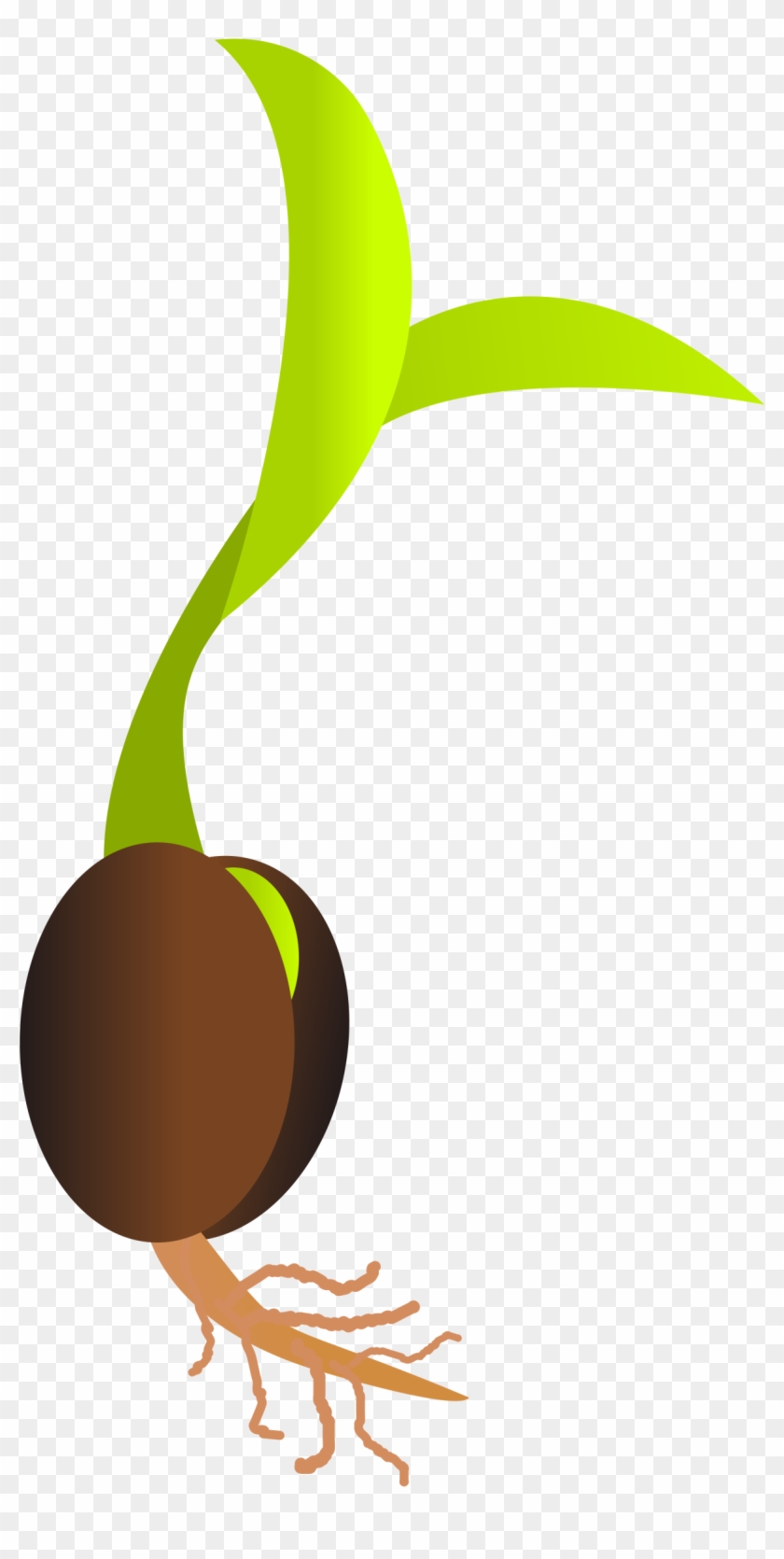 Clipart - Germinating Seed #259921