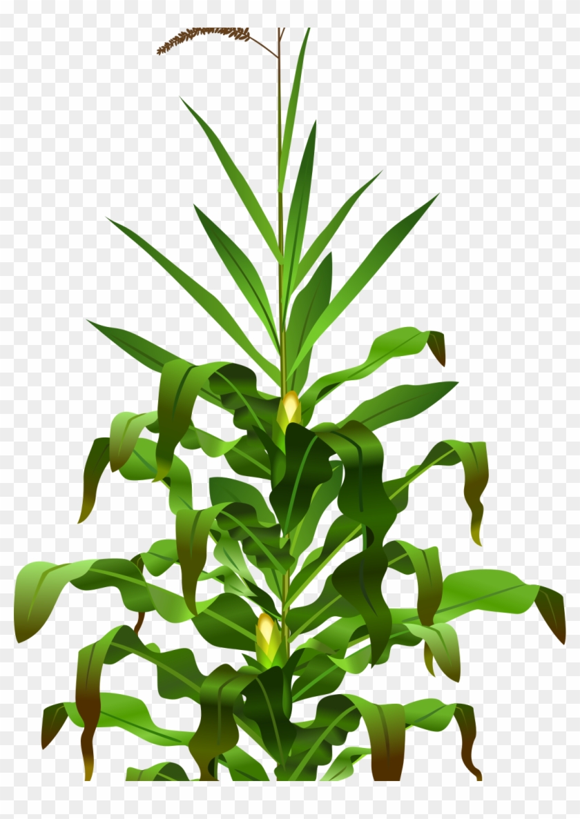 Corn Plant Clip Art - Planta De Maiz Png #259939