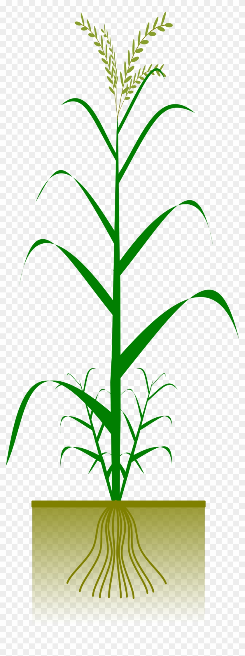 Maize Plant #260006