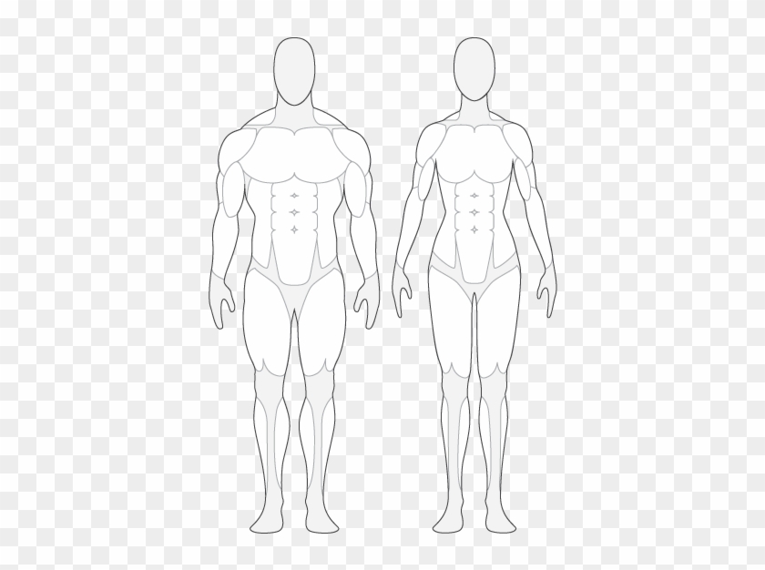 Human Body Front And Back Outline - Human Body Muscle Outline #262229