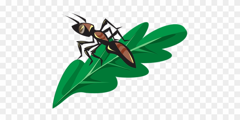 Ant, Insect, Leaf, Green, Bug, Colony - Ant On A Leaf Clipart #1708447