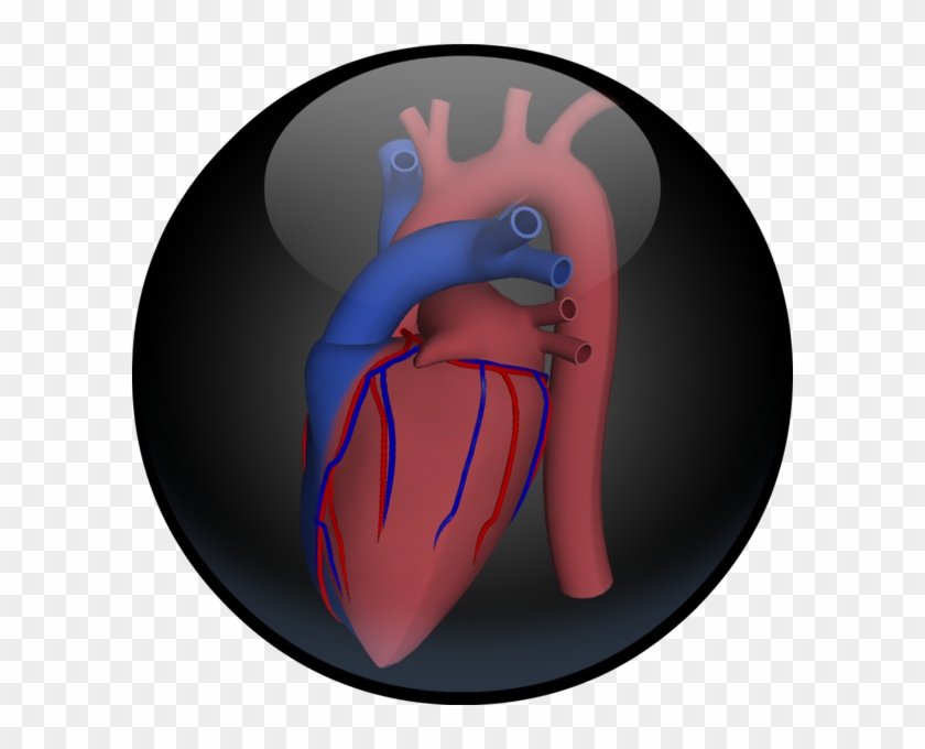 3d Road Map To The Human Heart On The Mac App Store - Illustration #1708512