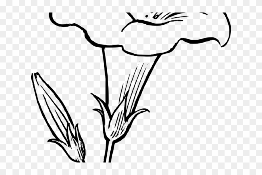 White Flower Clipart Plant - Lily Flower Clipart Black And White #1709154