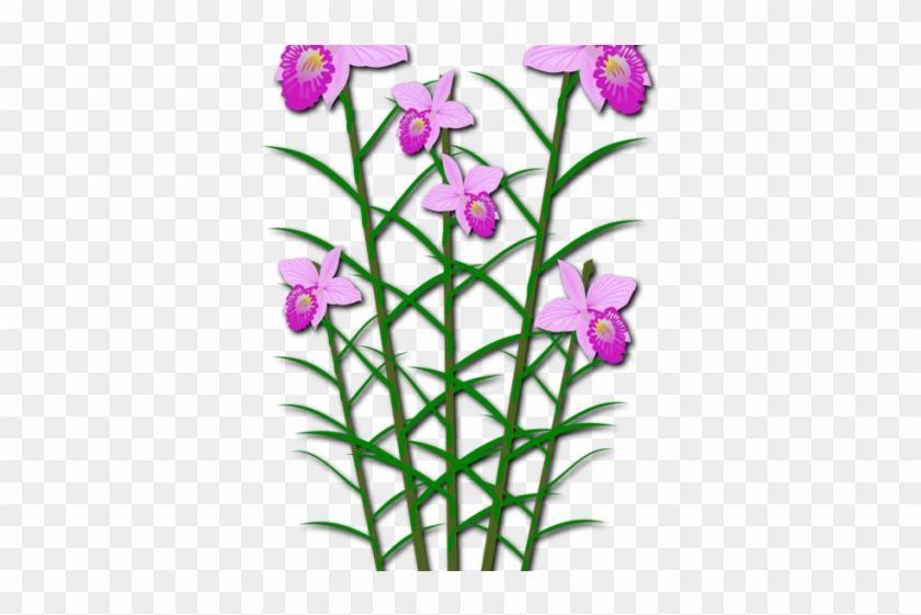 Orchid Clipart Dendrobium - ตัด ปะ #1709157