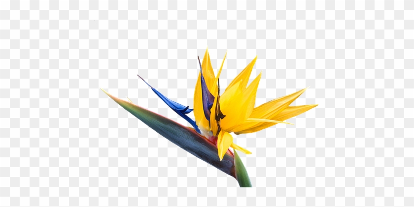 Caudata, Flower, Bird Of Paradise Flower - Transparent Bird Of Paradise Flower Clip Art #1709158
