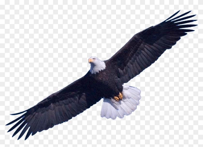 Bald Eagle Png #1709675
